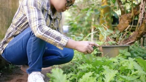 亚洲的年轻园艺师用智能手机在温室里工作 在农业中使用技术的概念 — 图库视频影像