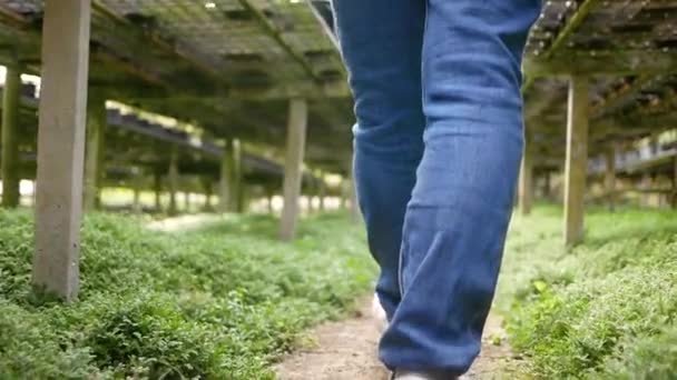 温室内を歩くアジアの若い女性庭師の足の閉鎖 — ストック動画