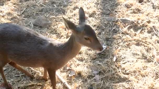 Ciervos Salvajes Zoológico Safari Aire Libre Ciervo Entorno Natural Naturaleza — Vídeo de stock