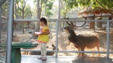 Açık safari parkında vahşi hayatın tadını çıkarmak için çitin içinden geyik besleyen tatlı bir kız çocuğu. Hayvanat bahçesi konseptine aile gezisi. 