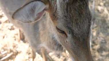 Açık safari hayvanat bahçesinde vahşi geyik. Doğal çevre arka planında geyik.