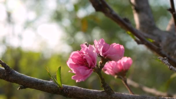 Blühende Rosa Pfirsichblüte Auf Zweigen Der Wind Weht Sanft Obstgarten — Stockvideo