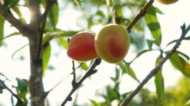 Meyve bahçesinde güneş parlayan şeftali ağacının dalında yetişen olgun şeftali meyveleri..