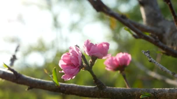 Blühende Rosa Pfirsichblüte Auf Zweigen Der Wind Weht Sanft Obstgarten — Stockvideo