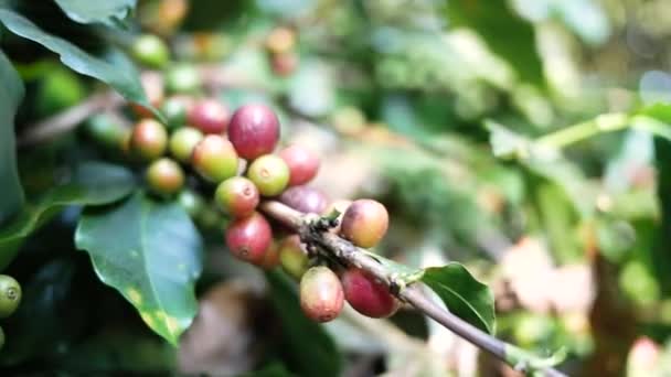 泰国Khun Wang村咖啡农场分枝上的新鲜阿拉伯咖啡豆 — 图库视频影像