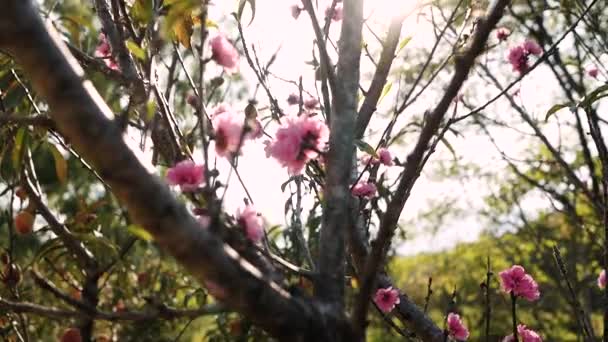 Blühende Rosa Pfirsichblüte Auf Zweigen Der Wind Weht Sanft Obstgarten — Stockvideo