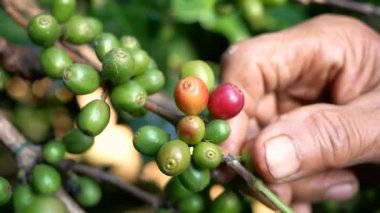 Tayland 'ın Khun-wang köyündeki kahve çiftliğinde olgun arabika meyveleri toplayan çiftçilerin eli kapalı..