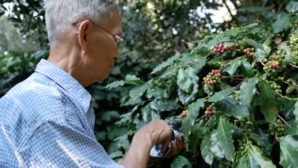 在咖啡农场工作的老农手里拿着智能手机 技术和农业概念 — 图库视频影像