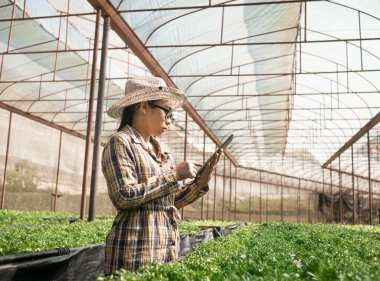 Asyalı genç kadın çiftçi organik sebze salasında tablet kullanıyor.