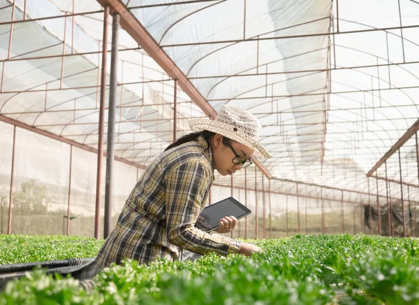 Asiatica giovane contadina utilizzando tablet in sala vegetale biologica — Foto Stock