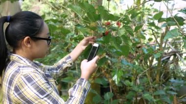 Yaz günü serada çalışan Asyalı kadın bahçıvanlar dijital akıllı telefon kullanıyorlar..