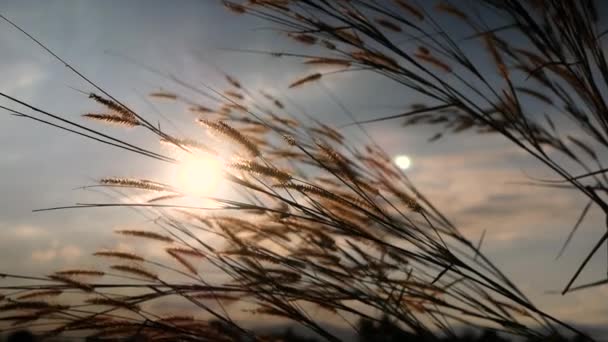 Beautiful Scene Grass Flower Wind Blows Gently Sunset Background Grass — Stock Video