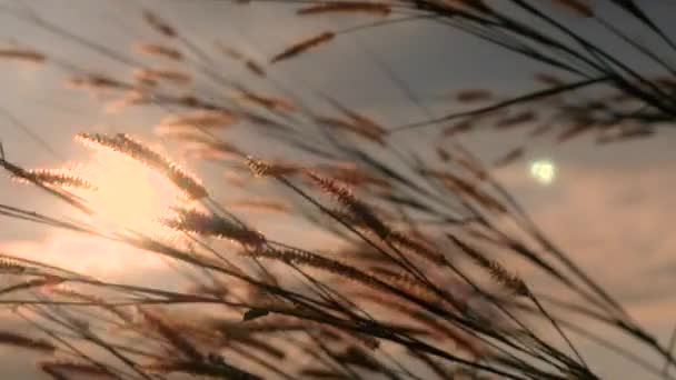 夕日を背景に風と草の花の美しいシーンが優しく吹く この草本花の学名はPennisetum Pedicellatumです — ストック動画
