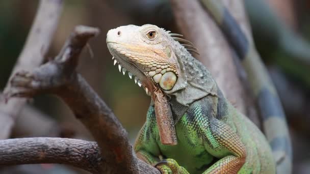 Gran Iguana Verde Rama Árbol — Vídeos de Stock