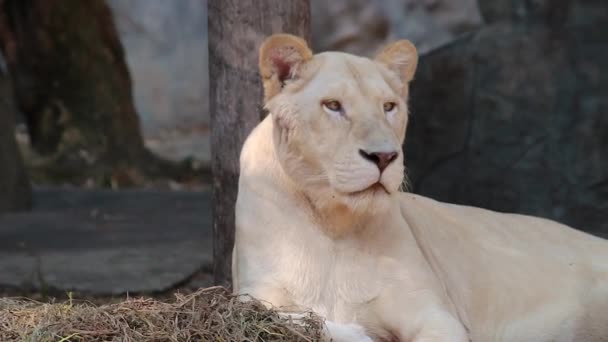 Una Hermosa Hembra León Blanco Acostada Una Plataforma Madera Mirando — Vídeos de Stock