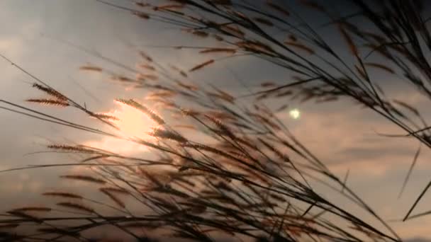 Beautiful Scene Grass Flower Wind Blows Gently Sunset Background Grass — Stock Video