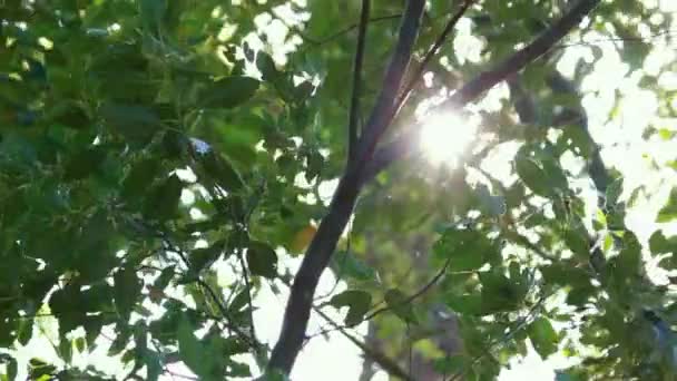 Belle Vue Sur Les Arbres Verts Frais Avec Soleil Brillant — Video