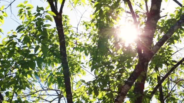 Die Schöne Aussicht Auf Frische Grüne Bäume Mit Sonne Die — Stockvideo