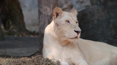 Güzel bir dişi beyaz aslan ahşap bir platformda uzanıyor ve ormanda mavi gözleriyle güçlü bir şekilde bakıyor..