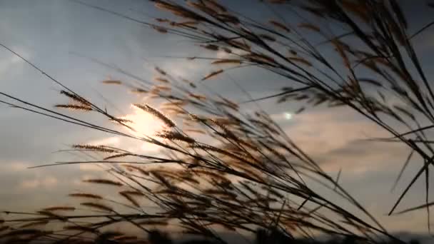 Krásná Scéna Trávy Květ Větrem Fouká Jemně Pozadí Západu Slunce — Stock video