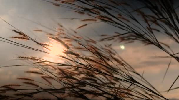 Красивая Сцена Травянистого Цветка Ветром Мягко Дует Фоне Заката Травяной — стоковое видео