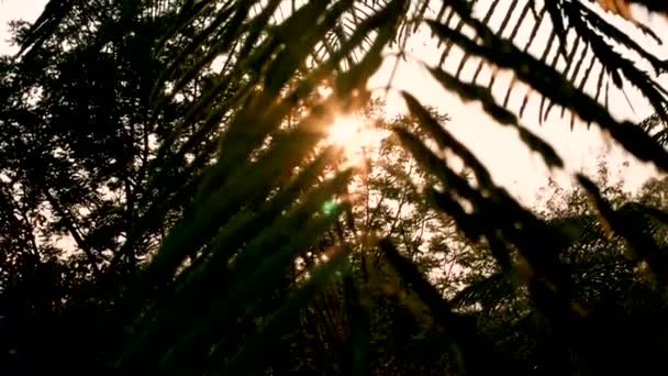 Die Schöne Aussicht Auf Frische Grüne Bäume Mit Sonnenlicht Sommerpark — Stockvideo