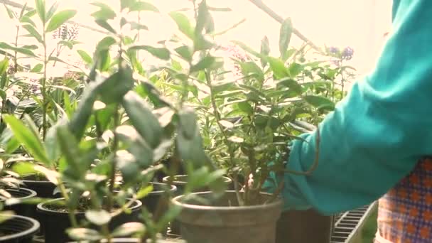 Νεαρή Γυναίκα Κηπουρός Κόβει Ξηρά Φύλλα Του Φυτωρίου Πράσινο Φυτό — Αρχείο Βίντεο