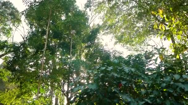 Belle Vue Sur Les Arbres Verts Frais Avec Soleil Brillant — Video