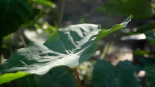 Krásný Výhled Svěží Zelené Stromy Sluncem Zářícím Jaře Přírodní Zázemí — Stock video