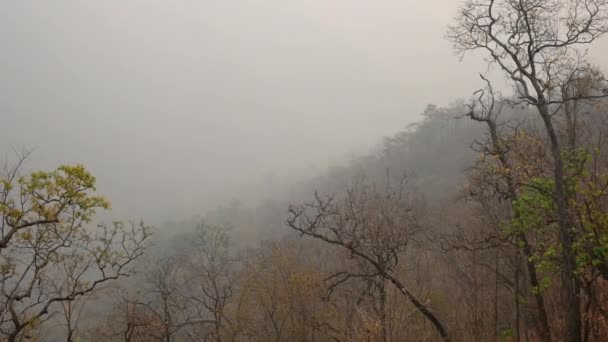 北タイのスモッグと夏の山の上の乾燥した木の眺め — ストック動画