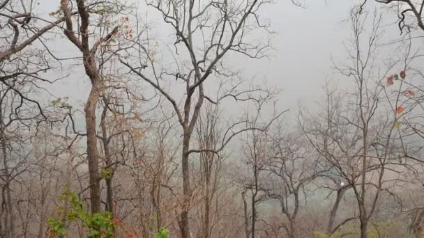 夏天在泰国北部的一座山上看到了多雾的干枯的树木 — 图库视频影像