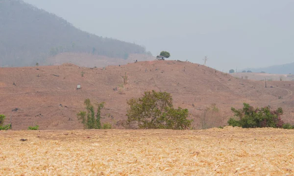 Suchy Stos Łuski Kukurydzy Ziemi Zbiorach Północnej Tajlandii — Zdjęcie stockowe