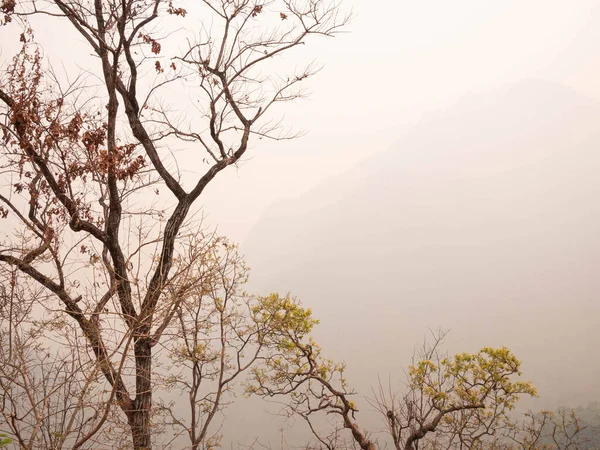 Widok Suchych Drzew Górze Lecie Smogiem Północnej Tajlandii Zanieczyszczenie Powietrza — Zdjęcie stockowe