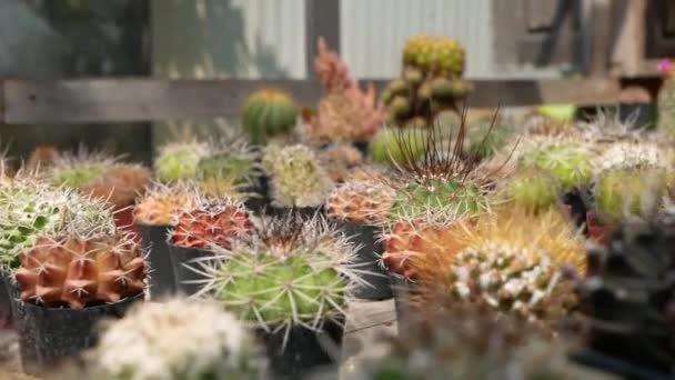 Cactus Plantado Una Pequeña Maceta Colocada Sobre Una Mesa Madera — Vídeos de Stock