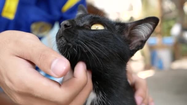 猫が彼の足に座っている間 国内の黒猫は男性の手であごの下に傷 — ストック動画
