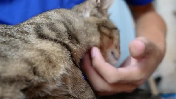 Hauskatze Braun Gestreift Von Männlicher Hand Unter Kinn Gekratzt Während — Stockvideo