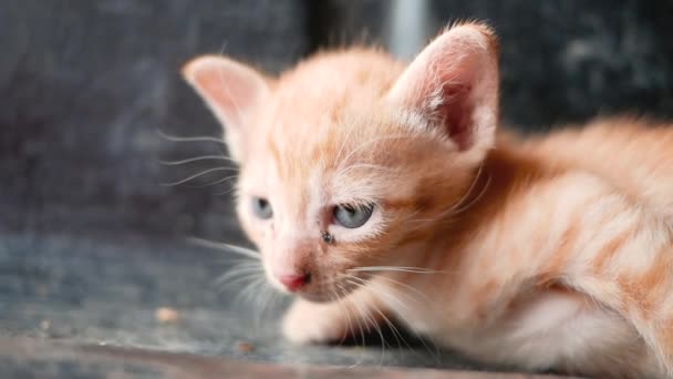 庭の地面に小さな茶色の子猫が横たわっていた かわいいペットのコンセプト — ストック動画
