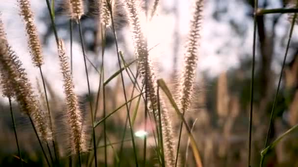 Piękna Scena Trawy Kwiat Wiatrem Wieje Delikatnie Tle Zachodu Słońca — Wideo stockowe