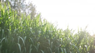 Asyalı son sınıf öğrencisi gün batımında gökyüzü arka planında parkta koşuyor. Sağlıklı yaşam tarzı ve sağlık hizmeti kavramı.