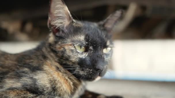 Yerde Yatan Siyah Çizgili Bir Kedi Sevimli Evcil Hayvan Kavramı — Stok video