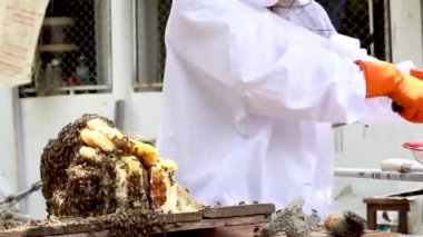 Beyaz koruyucu elbiseli Asyalı arı yetiştiricisi çiftlikte bal dolu bal peteğiyle hasat yapıyor. Bal toplama işlemi. Arı yetiştirme, arıcılık süreci kavramı.