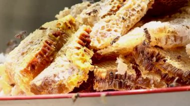 Taze organik bal dolu bal peteği tepside toplanıyor ve şişeye bal pompalamaya hazırlanıyor. Arı yetiştirme, arıcılık süreci kavramı.