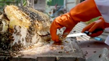 Beyaz koruyucu elbiseli Asyalı arı yetiştiricisi çiftlikte bal dolu bal peteğiyle hasat yapıyor. Bal toplama işlemi. Arı yetiştirme, arıcılık süreci kavramı.