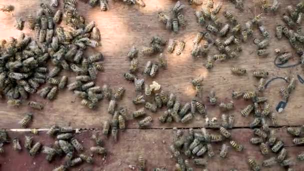 Pszczoły Pracujące Drewnianym Ulu Zbierały Nektar Pyłku Kwiatowego Ogrodzie Selektywne — Wideo stockowe