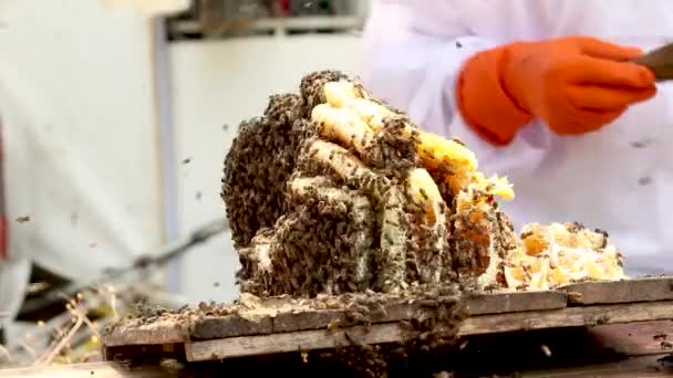 白い保護スーツのアジアの養蜂家の男性は 農場で黄金の蜂蜜でいっぱいのハニカムで収穫しています 蜂蜜狩りの工程だ 養液栽培 養蜂プロセスの概念 — ストック動画