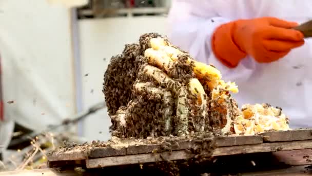 Ein Asiatischer Imker Weißen Schutzanzug Erntet Auf Einem Bauernhof Mit — Stockvideo