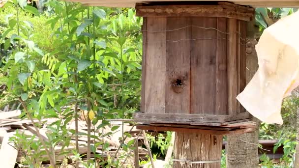 Négyzet Alakú Régi Fából Készült Méhkas Méhészeti Kertben — Stock videók