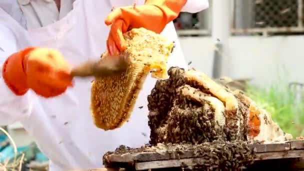 Asiatisk Biodlare Vit Skyddsdräkt Skördar Med Bikaka Full Gyllene Honung — Stockvideo