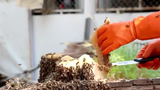 보호용 양복을 아시아 양봉가 농장에서 금빛꿀 벌집을 수확하고 꿀따는 과정에 — 비디오