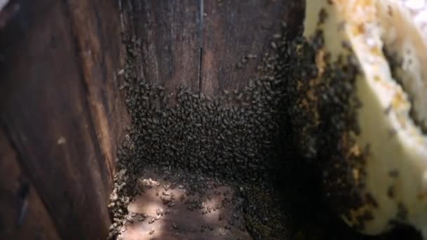 Abeilles Travaillant Sur Nid Abeilles Avec Des Morceaux Miel Nectar — Video